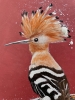 Hoopoe