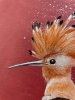 Hoopoe