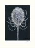 Frost And Thorns