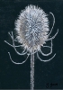 Frost And Thorns