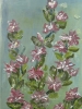 Butterfly Flowers 
