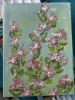 Butterfly Flowers 