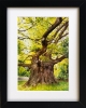 The Majesty Oak (framed)