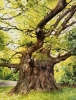 The Majesty Oak (framed)
