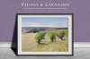 Vineyards and lavender fields