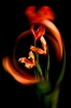 Orange Iris Prisma