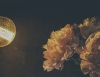 Peony II