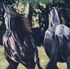 The Dance - Friesian Horses