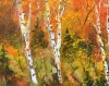 Aspen trees in autumn