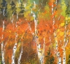 Aspen trees in autumn