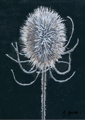 Frost And Thorns