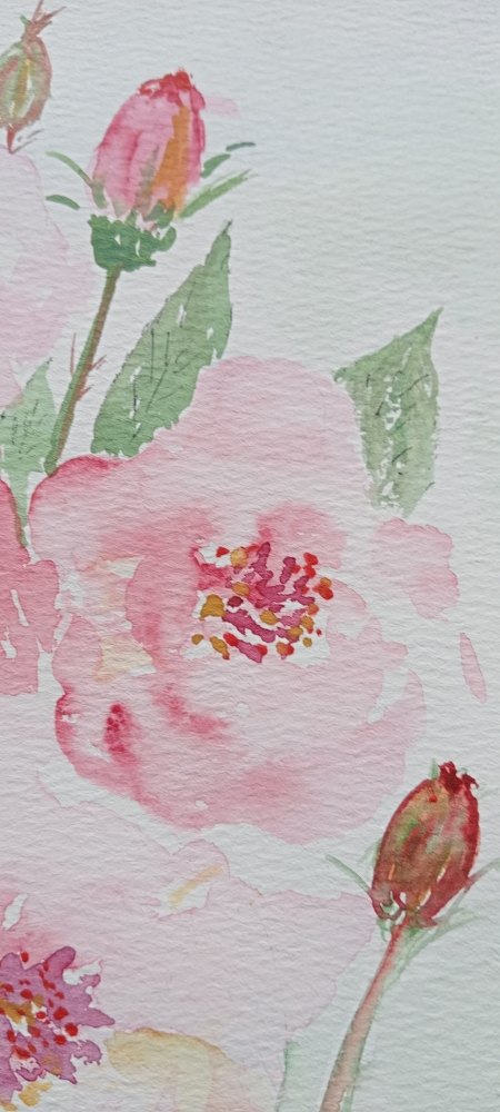 Castle Roses