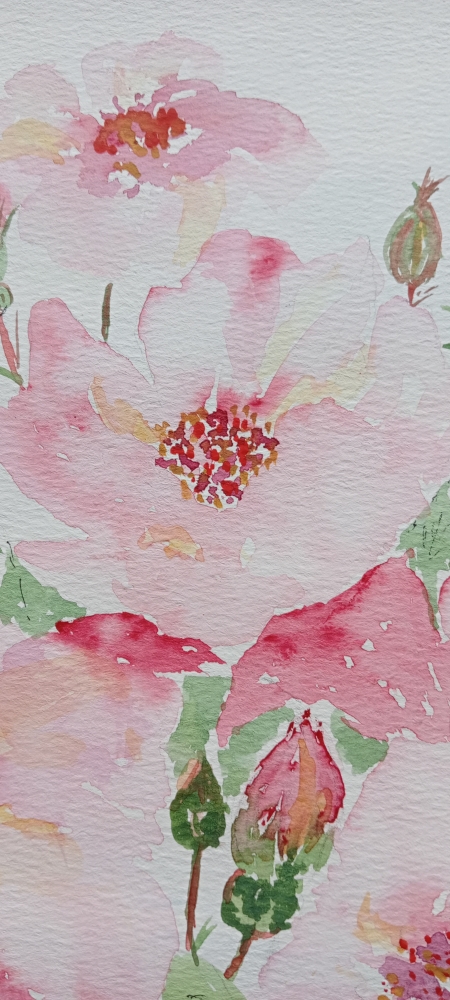 Castle Roses