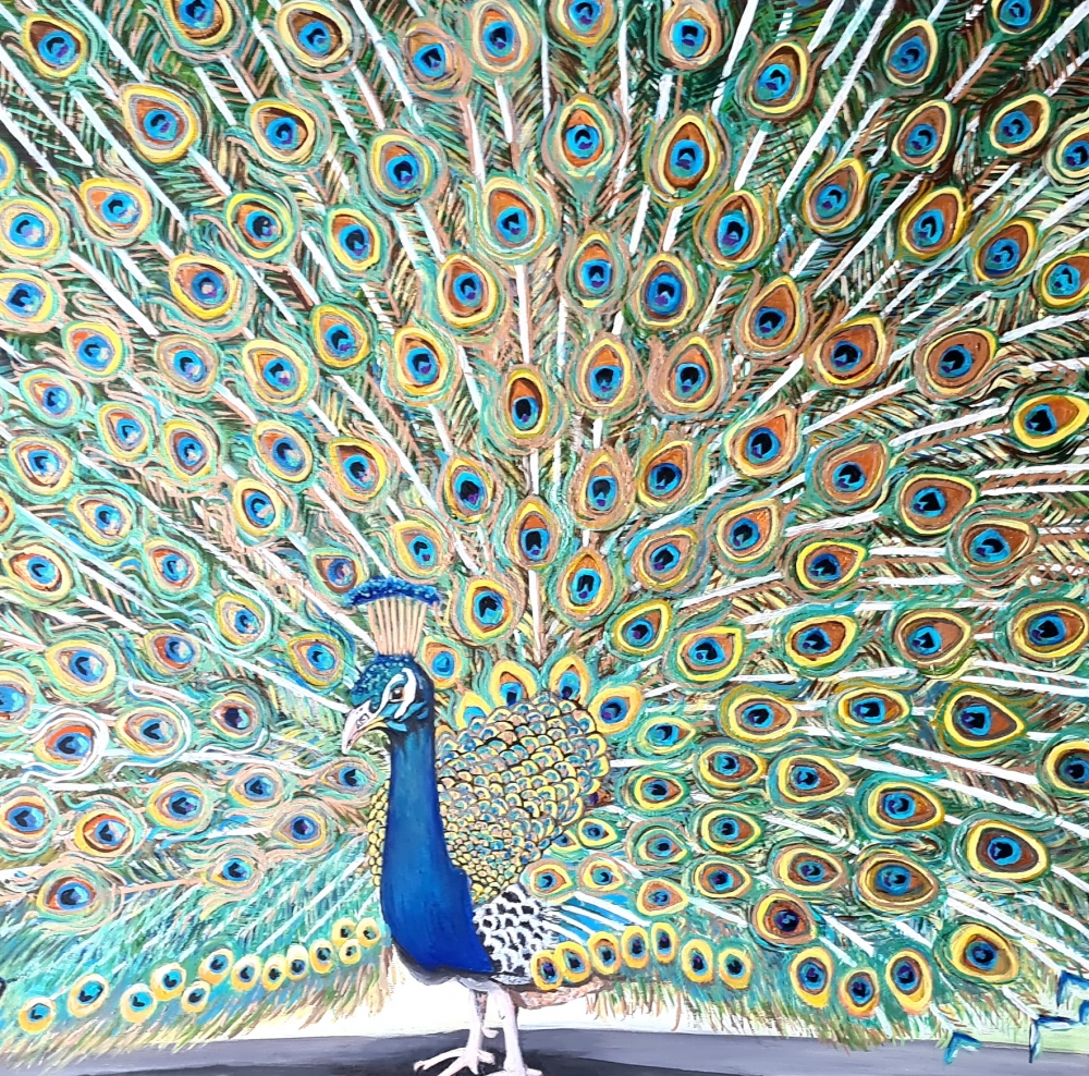 Peacock