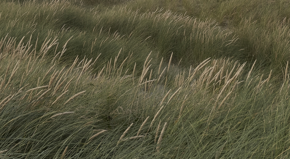 Where the Wind Shapes Silence