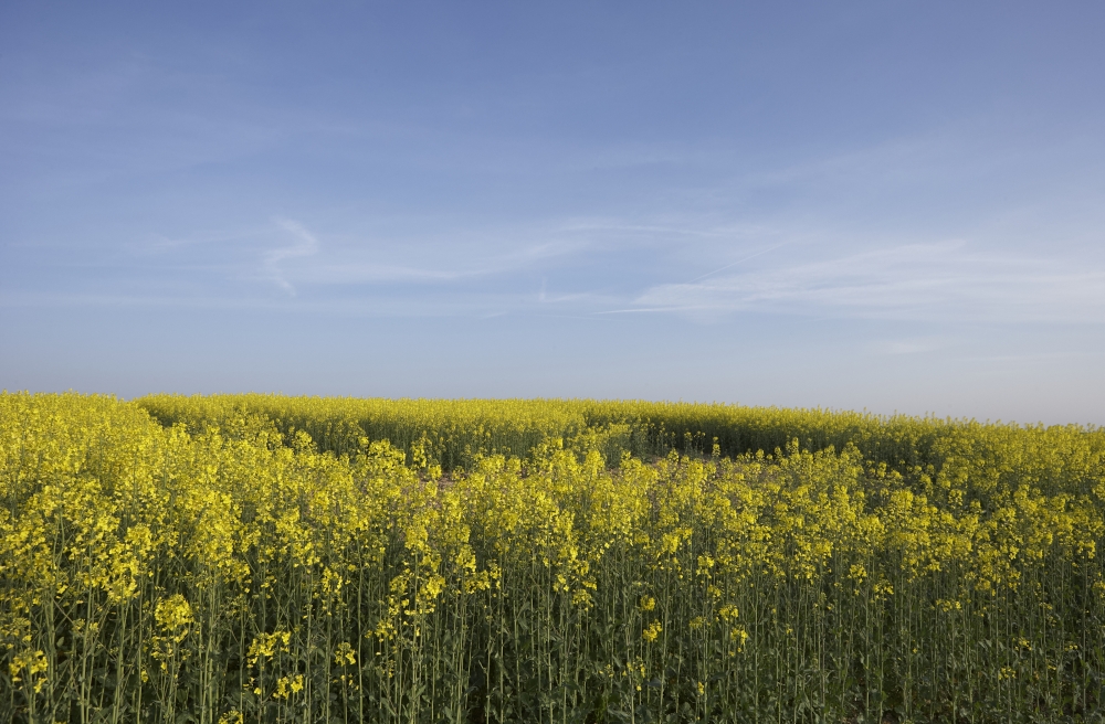 A Field Beneath the Infinite