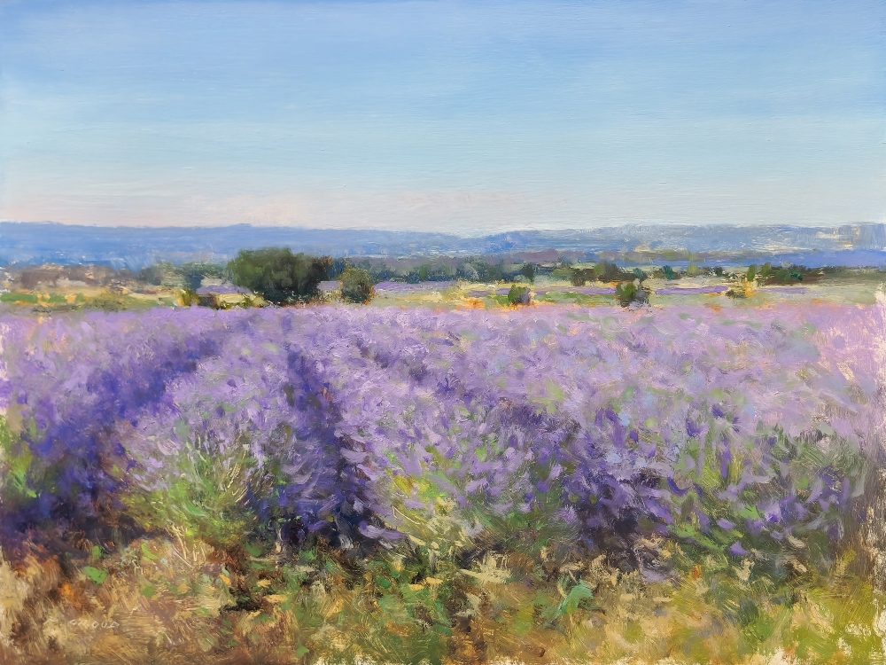 Lavender fields at Valensole
