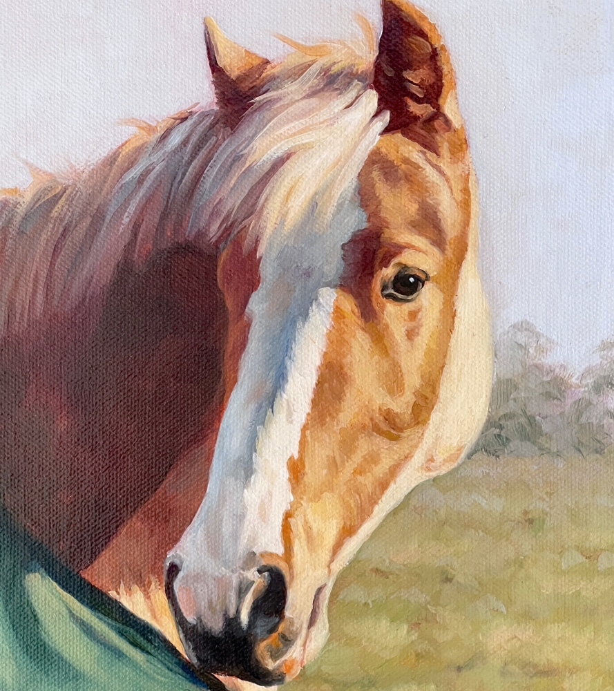 Clipped and Rugged Up - Palamino Pony
