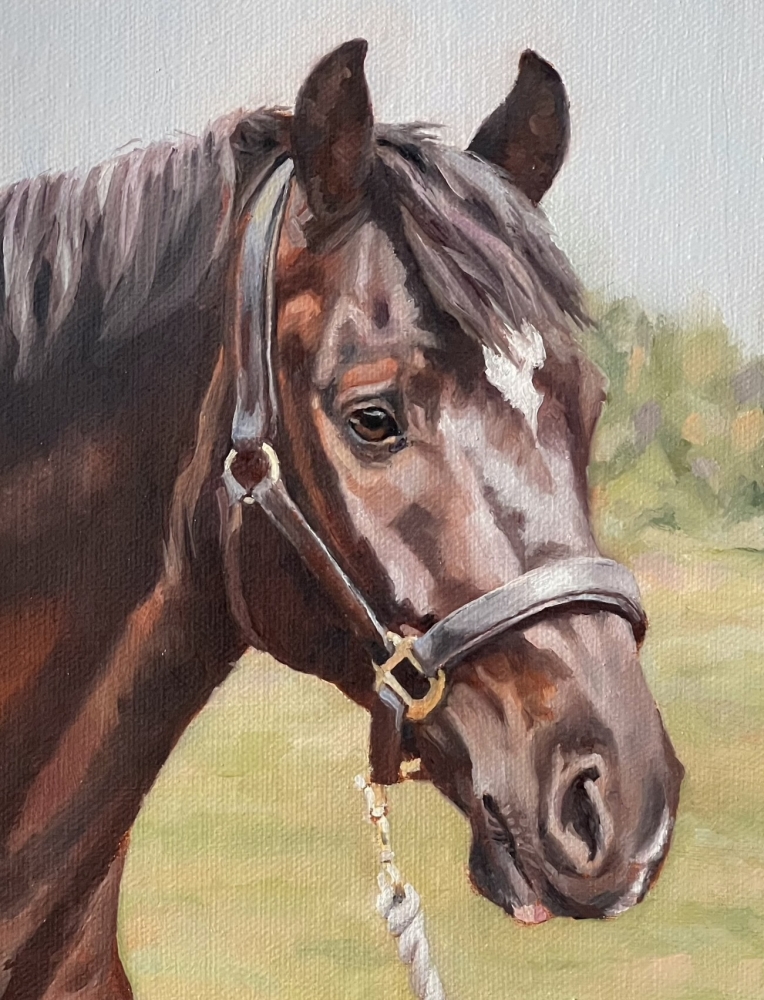 Dark Bay Welsh Cob