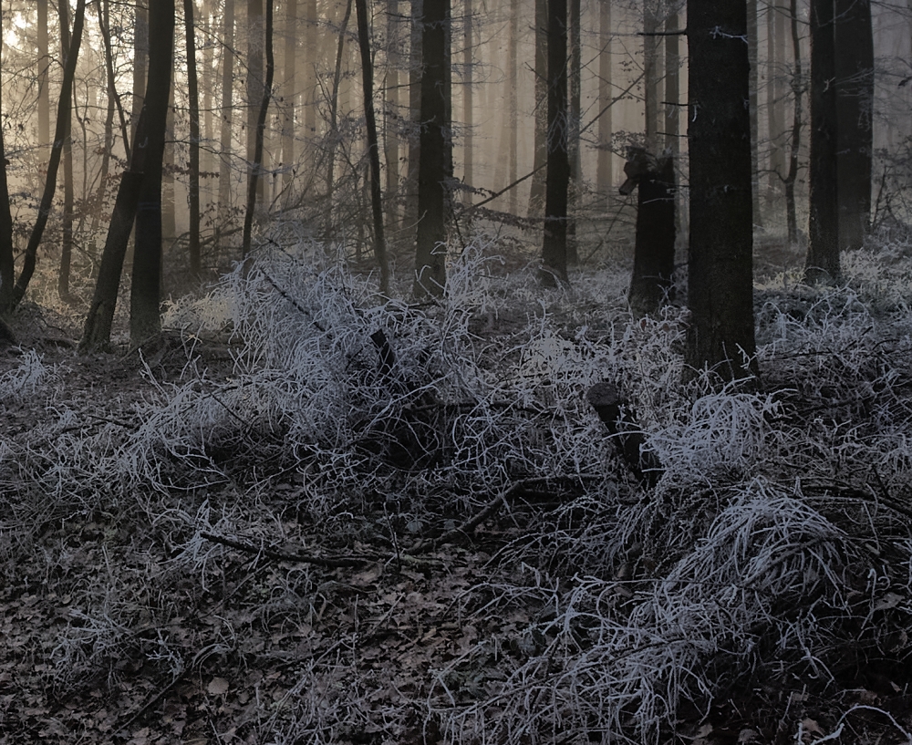 Frost at the Edge of Evening