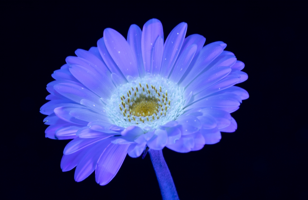 Secret Signals: Gerbera 1