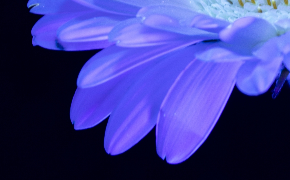 Secret Signals: Gerbera 1