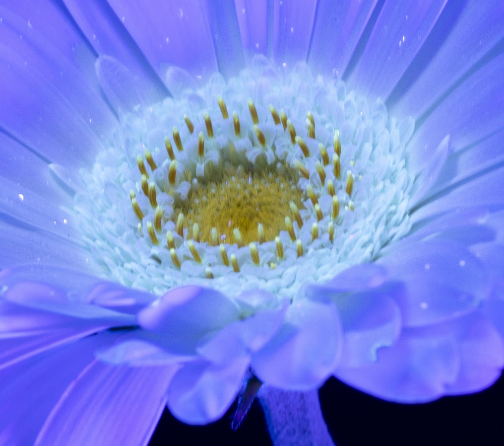 Secret Signals: Gerbera 1