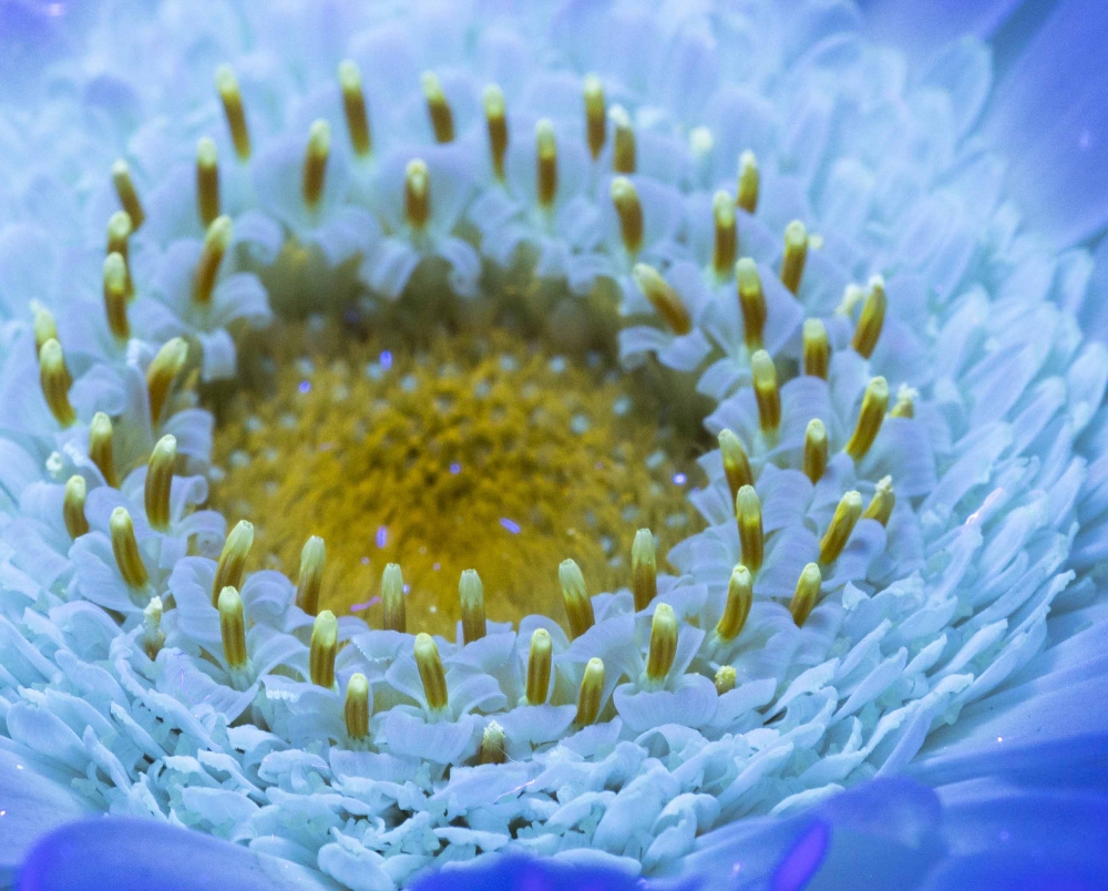 Secret Signals: Gerbera 2