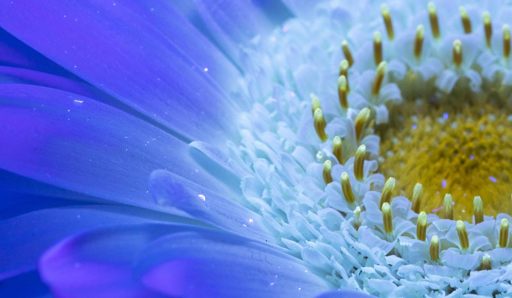 Secret Signals: Gerbera 2