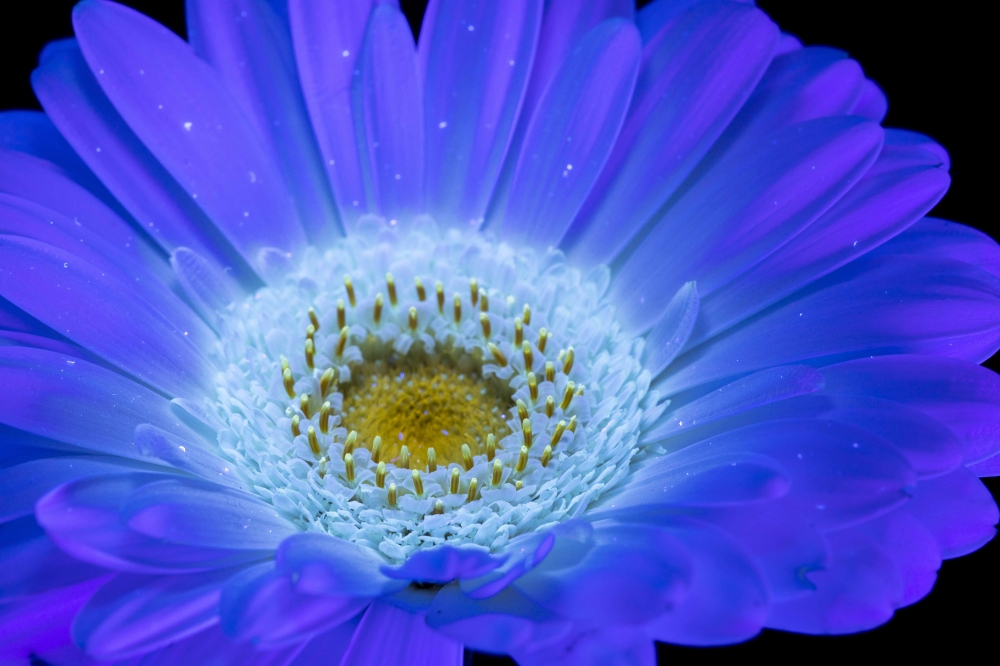 Secret Signals: Gerbera 2