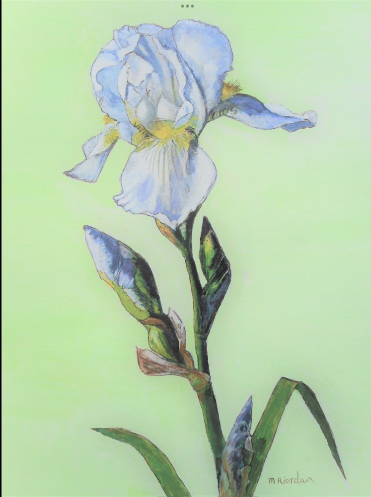 White Iris