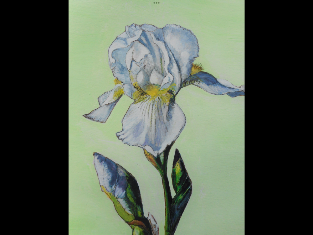 White Iris