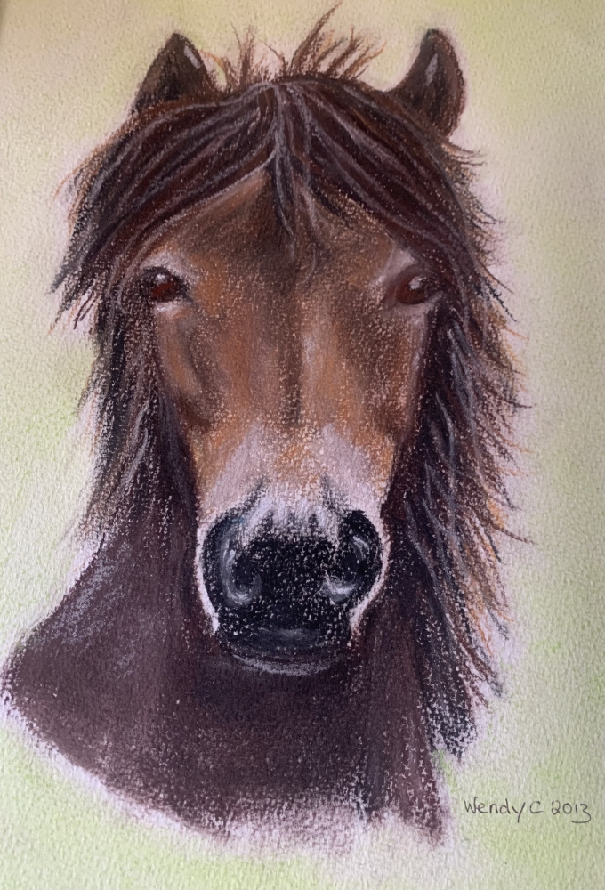 New forest pony