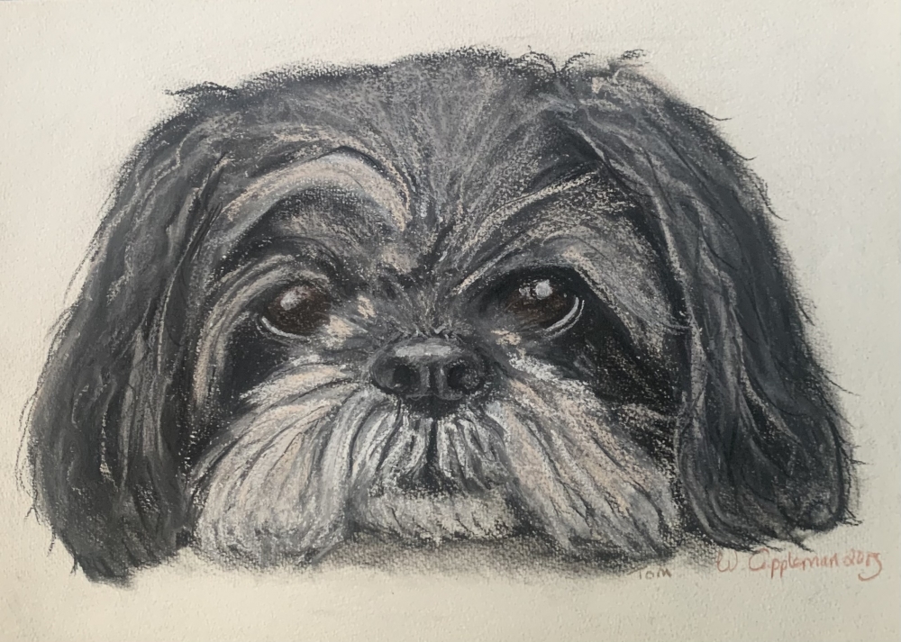 Tom the Lhasa apso 