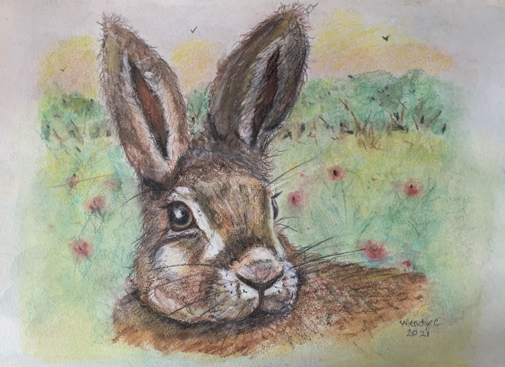 Hare in the meadow 