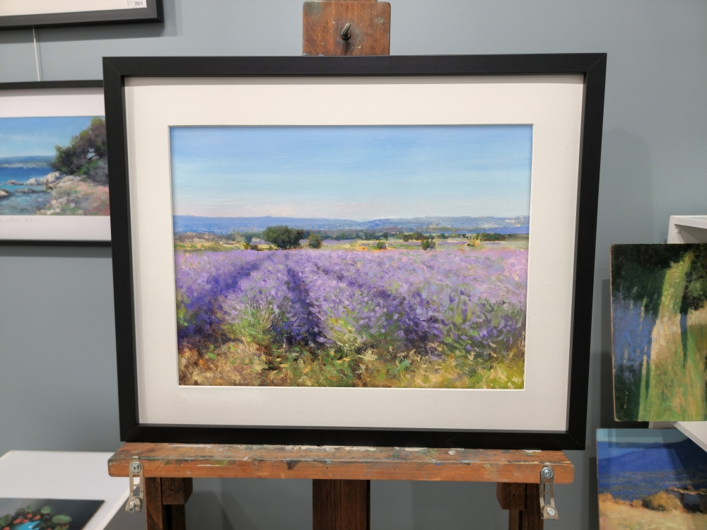 Lavender fields at Valensole