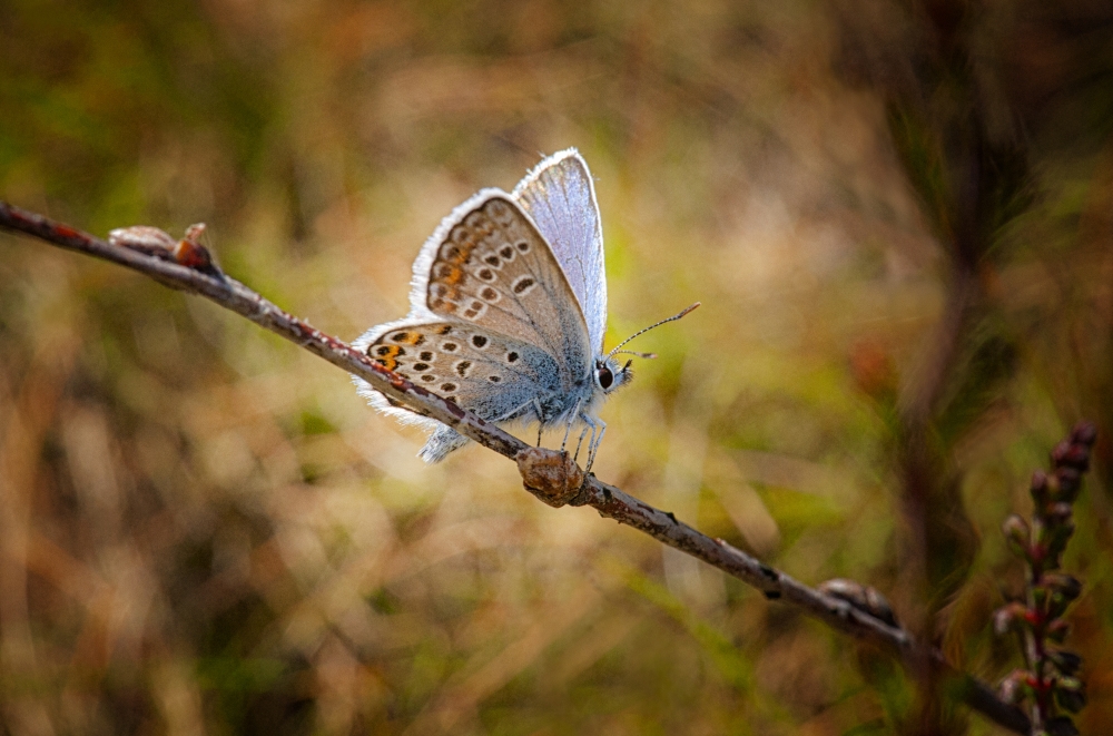 The Heathland Jewel (Silver-studded Blue butterfly)