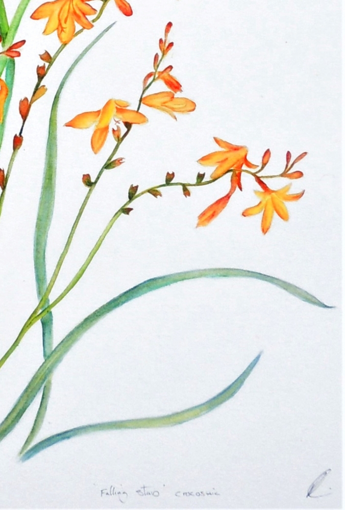 Summer's Flame