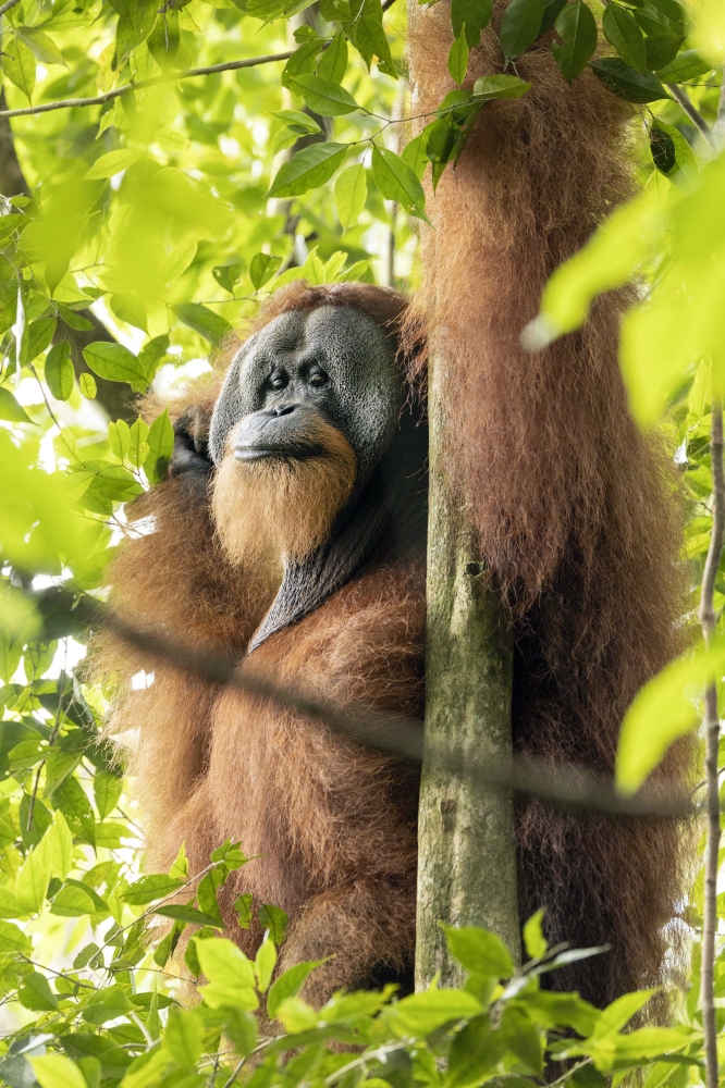 Old Men of the Forest: The Forest Patriarch