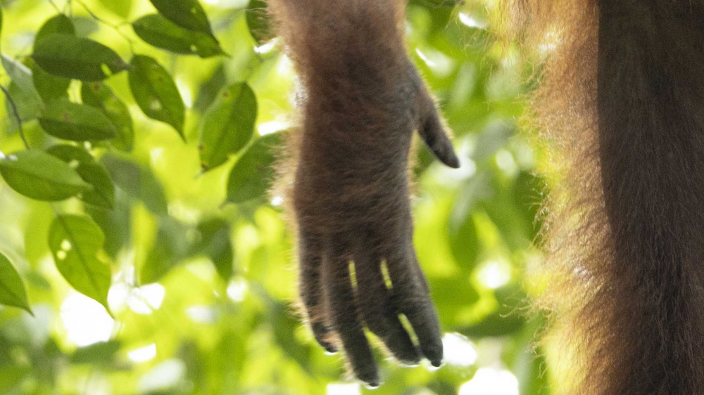 The Old Man of the Forest: The Ascent