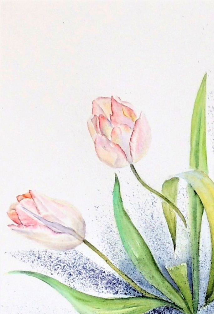 Blush Tulips