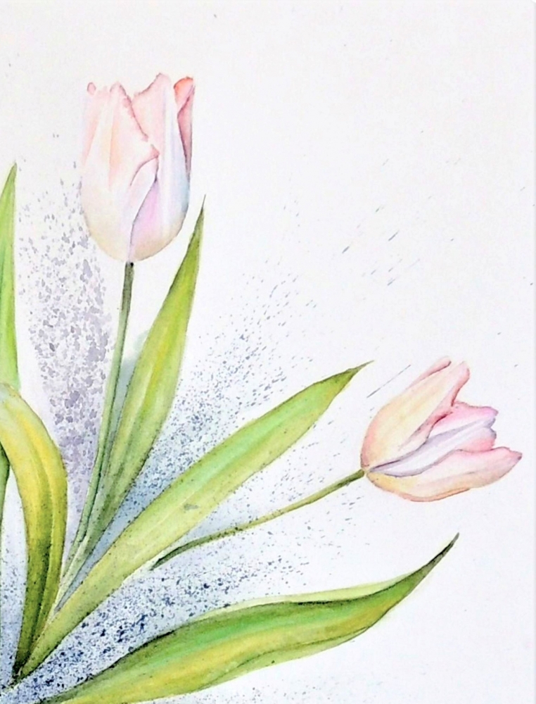 Blush Tulips