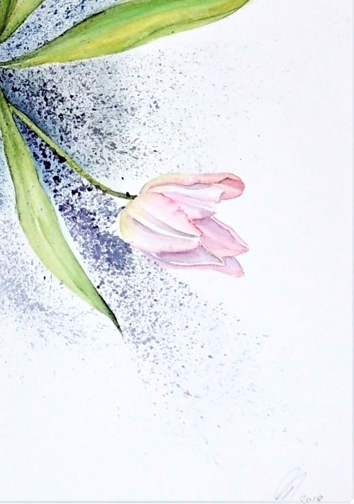 Blush Tulips