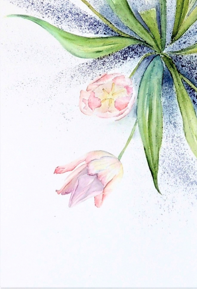 Blush Tulips