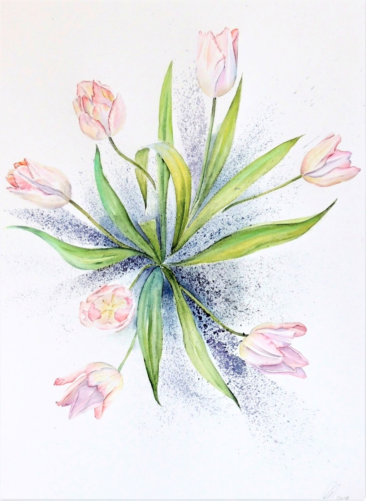 Blush Tulips