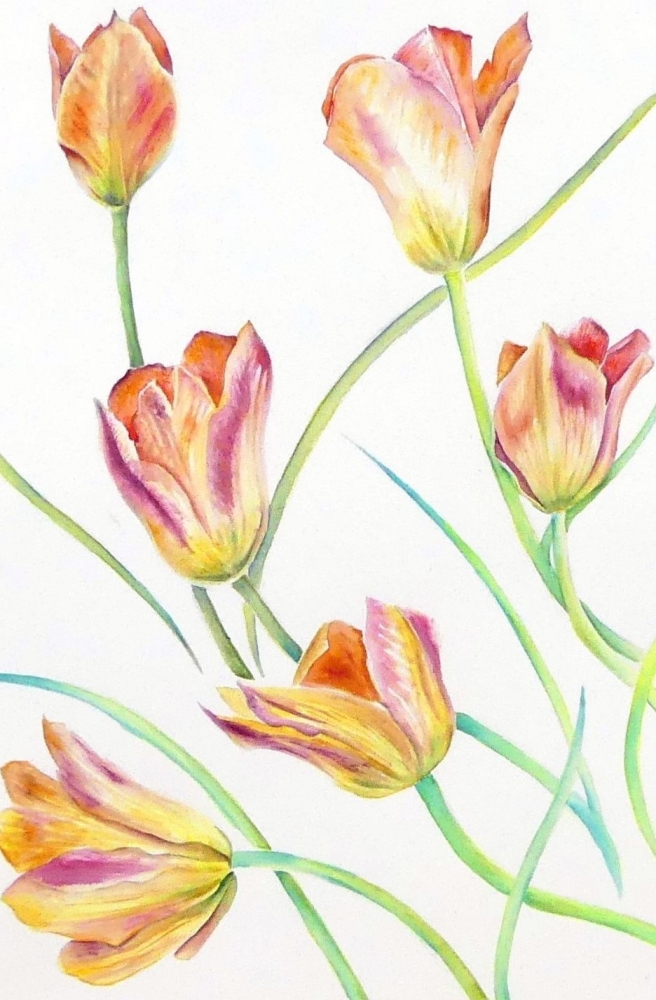 A Dance of Tulips