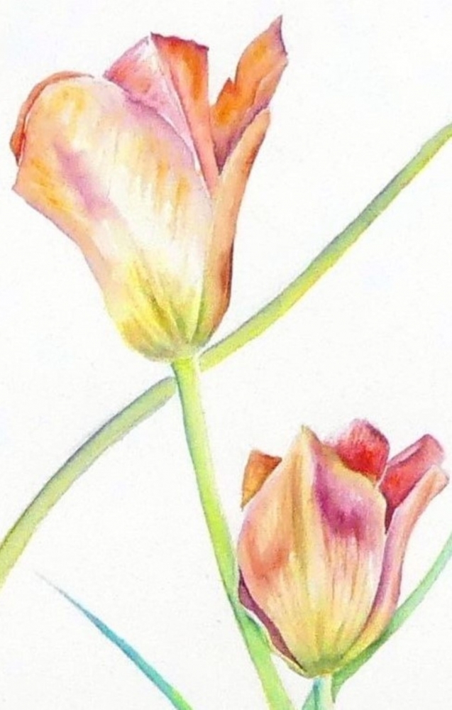 A Dance of Tulips