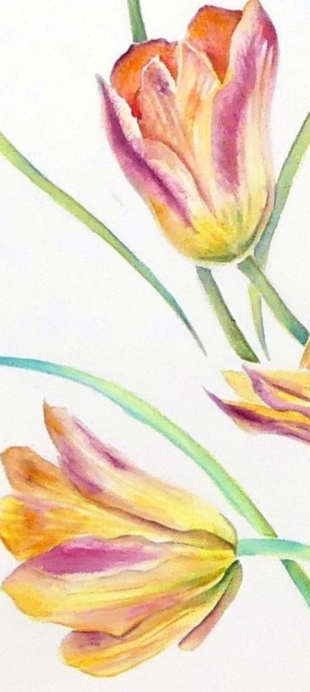 A Dance of Tulips