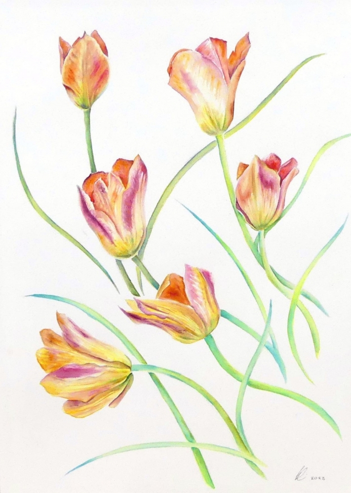 A Dance of Tulips