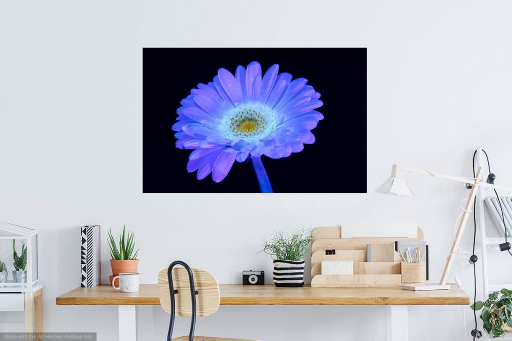 Secret Signals: Gerbera 1